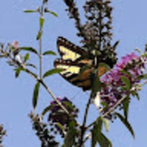 Meet your Posher, Erin